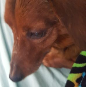 Meet your Posher, Natasha